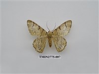 藏品(尺蛾346)的圖片